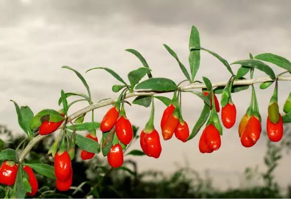 枸杞直接嚼着吃好吗?这些人别吃枸杞,吃错了很