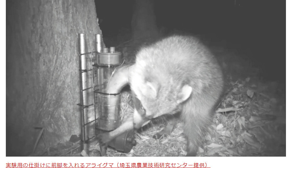 日本发明浣熊抓捕器 网友称加帕里公园危机
