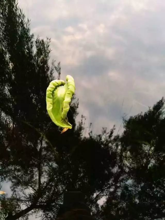 最近,日照地税这个小姐姐火了!