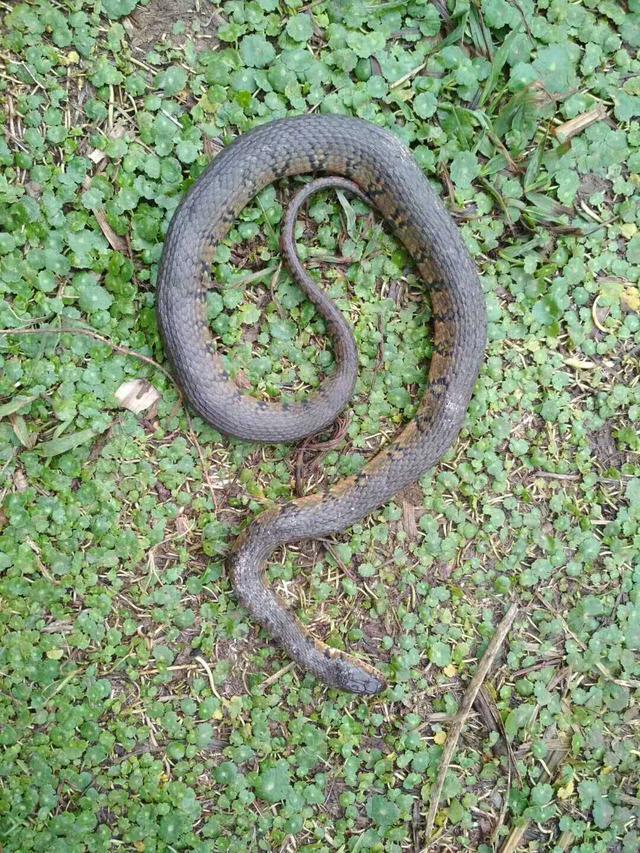 "今天,湖北大学毕业的生物学博士何瑞发在朋友圈的一则微信