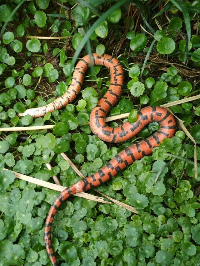 湖边出现冻僵水蛇 被人藏入草丛苏醒后逃走