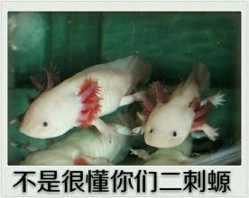 企鹅娘吐槽：这么多年，你看动漫看腻了吗？ 