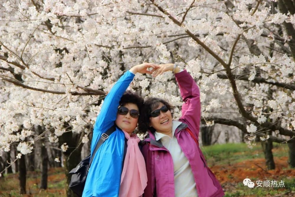 震撼!航拍平坝农场万亩樱花园,不愧贵州最佳樱