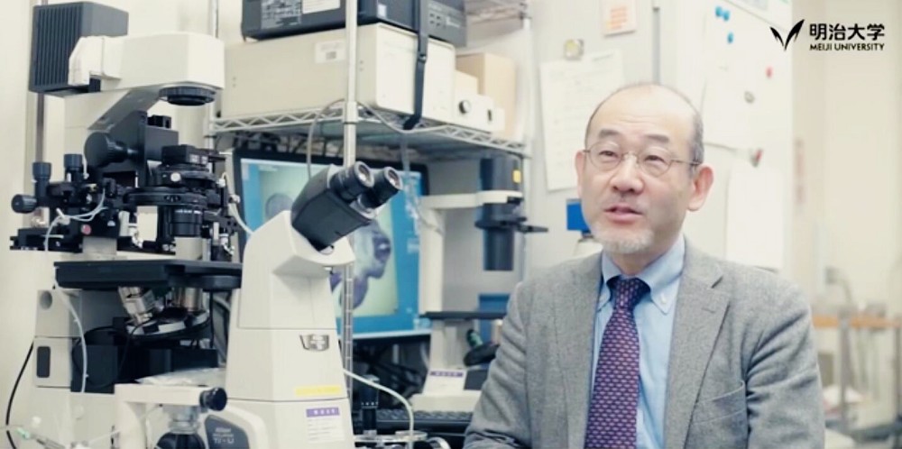 日本已造出17头半人半动物猪,即将为人体提供移植器官