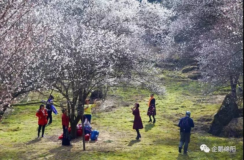 绵阳三月最美赏花地图出炉!这才是看花的好去