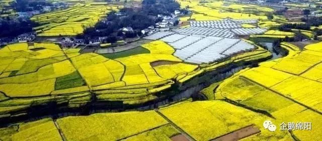 绵阳三月最美赏花地图出炉!这才是看花的好去