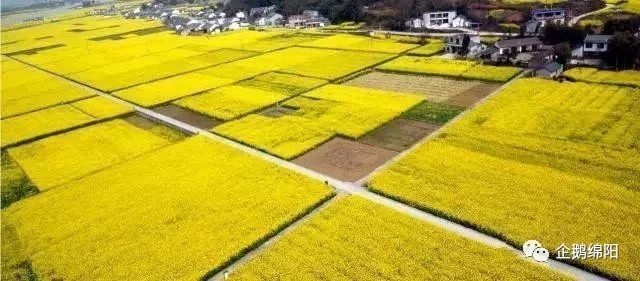 绵阳三月最美赏花地图出炉!这才是看花的好去