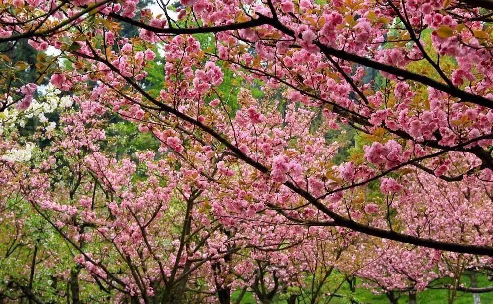 圖源:多彩貴州網 貴陽森林公園裡有大片的櫻花林,除了櫻花,還有梨花