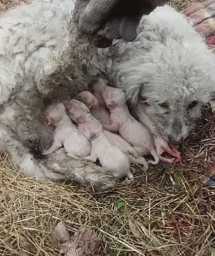 309_367gif 动态图 动图