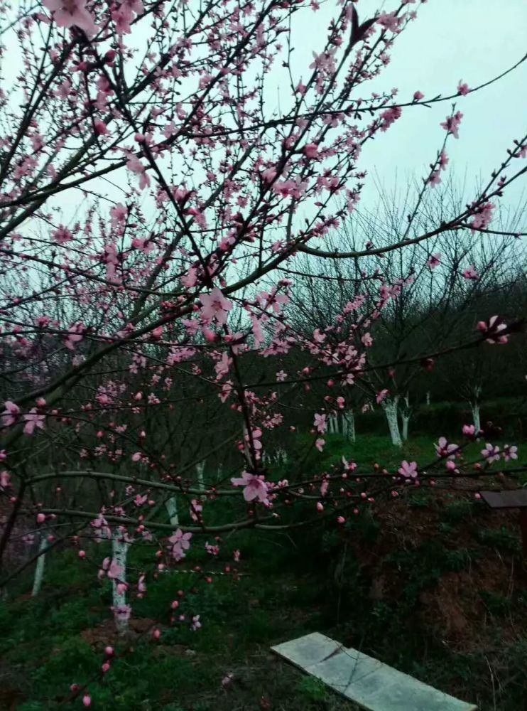 陽春三月醴陵百花齊放