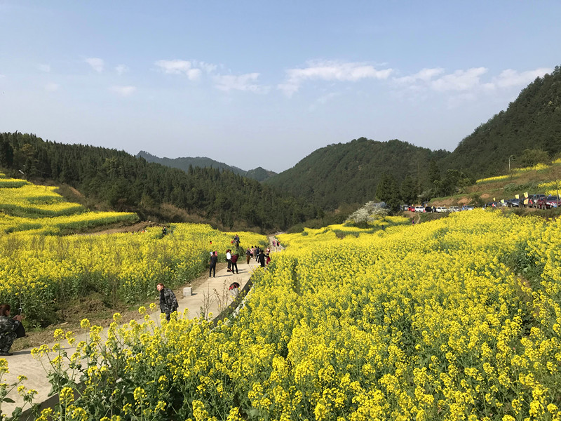 不想回去了 我已彻底沦陷在涪陵这片油菜花海里了 腾讯网