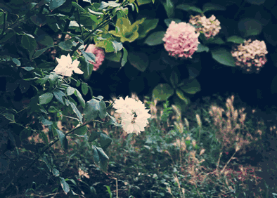 秋|听说，秋天是遗憾最多的季节