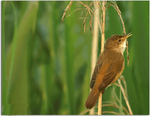 早上好今天6月1六月的第一天清晨的第一声问候送给我最在乎的人