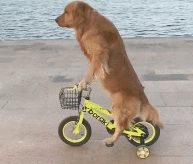 金毛骑自行车很牛一路踩着不掉链成精了