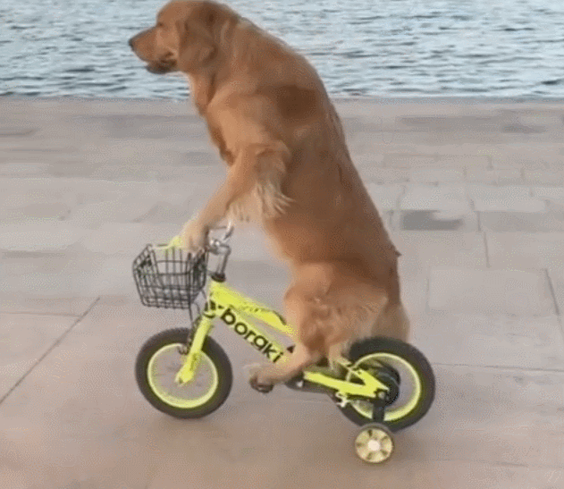 金毛骑自行车很牛一路踩着不掉链成精了