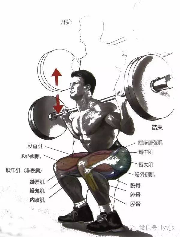 你真的认识深蹲这个腿部训练动作吗