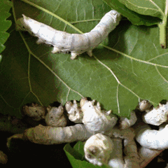 慢慢地,蚕宝宝长大之后,就要开始为"口粮"发愁.