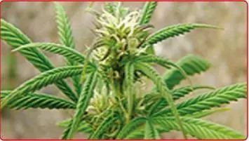 全民禁毒工程系列宣传之二 贩卖大麻 害人害己 腾讯网