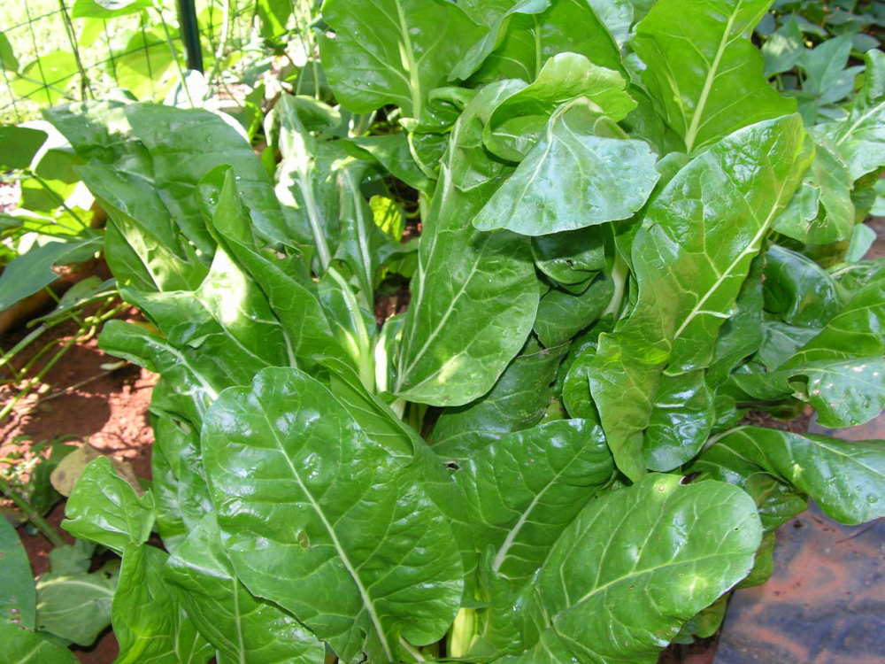 农村用来喂猪的蔬菜,竟是天然补药,城里人要花钱买来吃