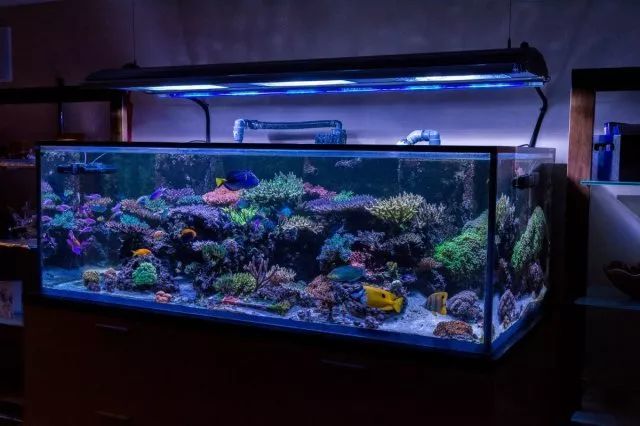 90海缸造景sps-千图网