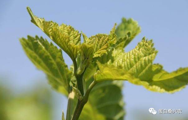 桑叶的药用价值