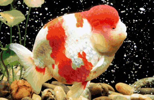 福州这个 小可爱 获国家地理标志认证 快看看你家有没有 腾讯新闻