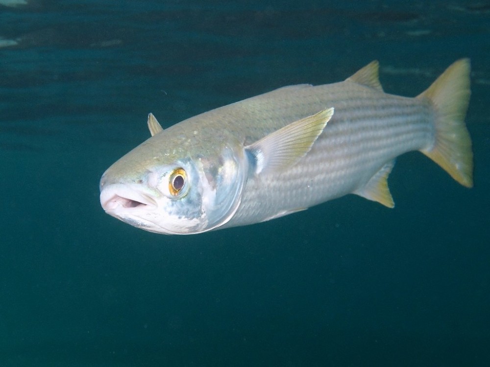 就是这个家伙! 鲻鱼,长得跟草鱼似的.