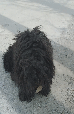 然后给狗狗修剪毛发,看起来才发现是一只黑色的泰迪,泰迪也很乖巧