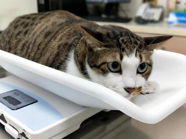 快看看你家猫主子有没有这些寄生虫 有些能致死 腾讯网