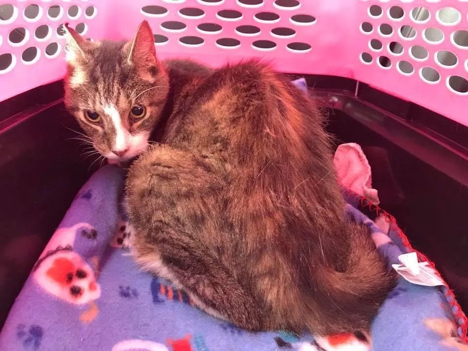 26岁老猫找新家,消息刚发出1分钟就有人