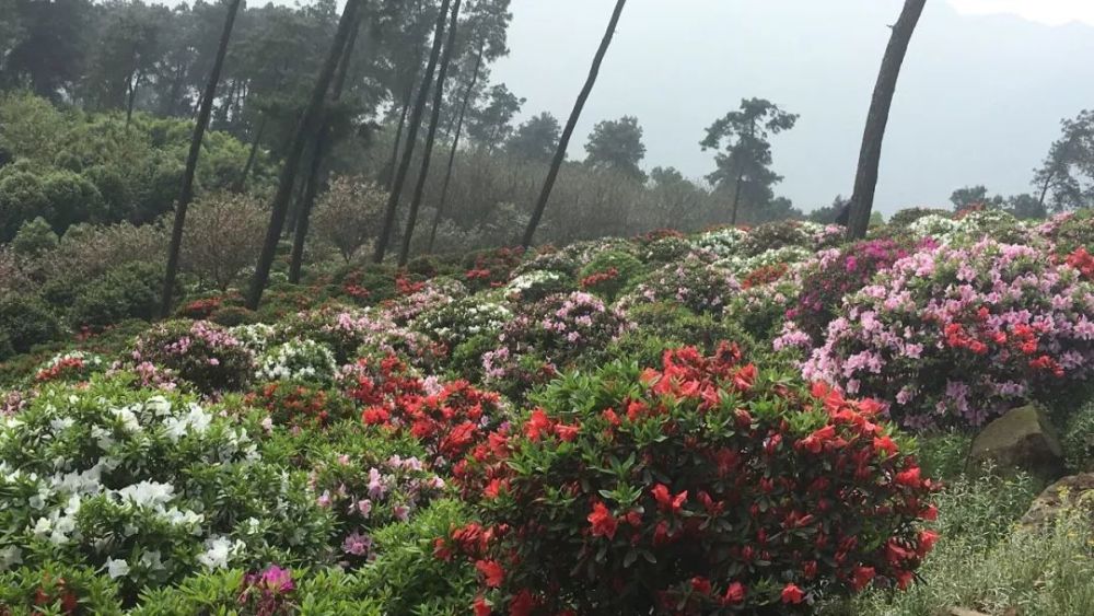 重慶,杜鵑花海,杜鵑花,金佛山,放牛村,魏婕馨