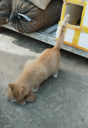 猫妈妈叼小猫回窝,一口叼两只,最后出现小状况!