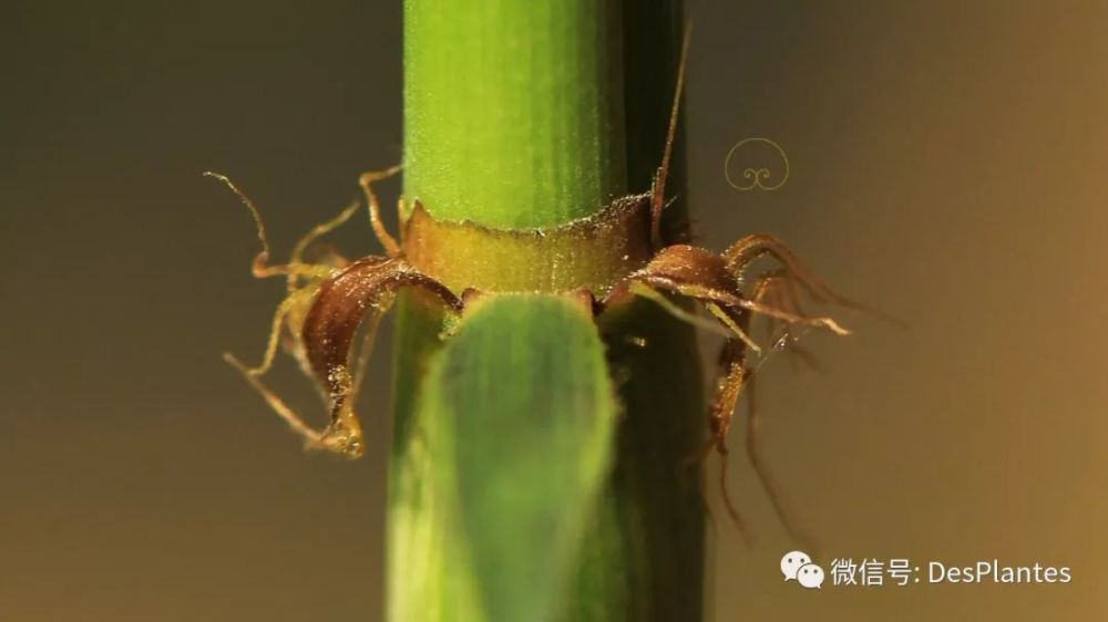 箨鞘的顶端形成了一些有趣的结构:正中央发出一片瘦小而无明显中脉的