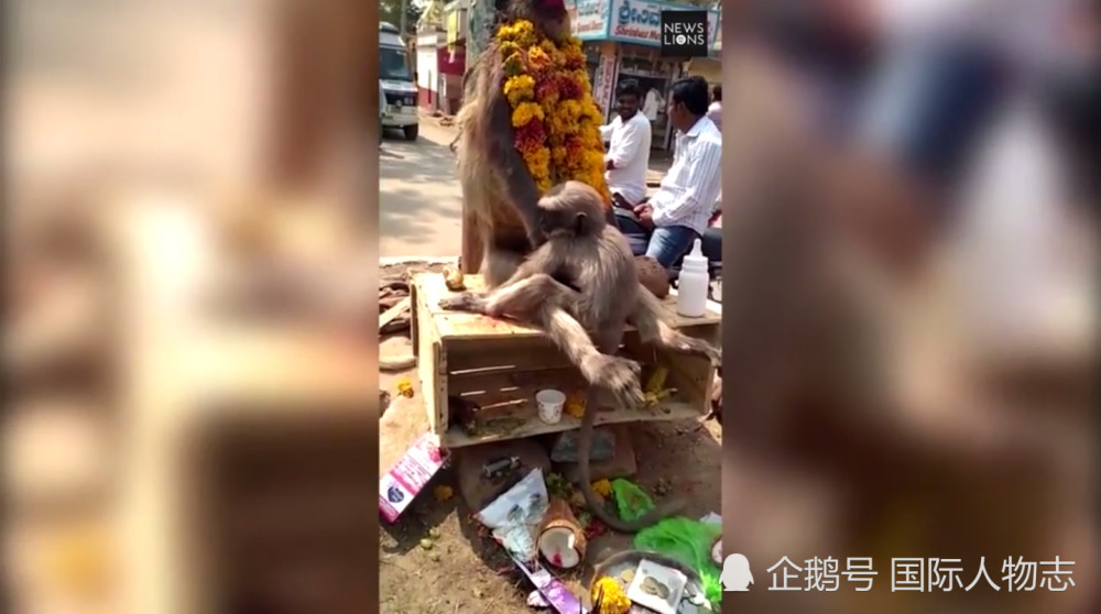 母猴意外触电身亡小猴子抱着母猴尸体不撒开