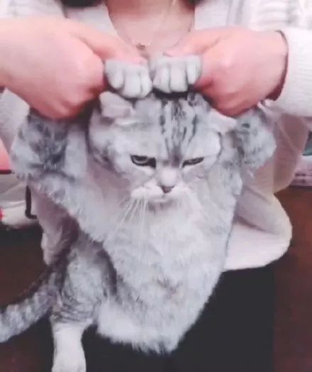 想跟抖音说对不起,毕竟杨洋热巴都中了毒