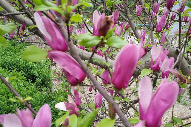 玉兰花不仅清香好看还是治疗鼻炎的良药