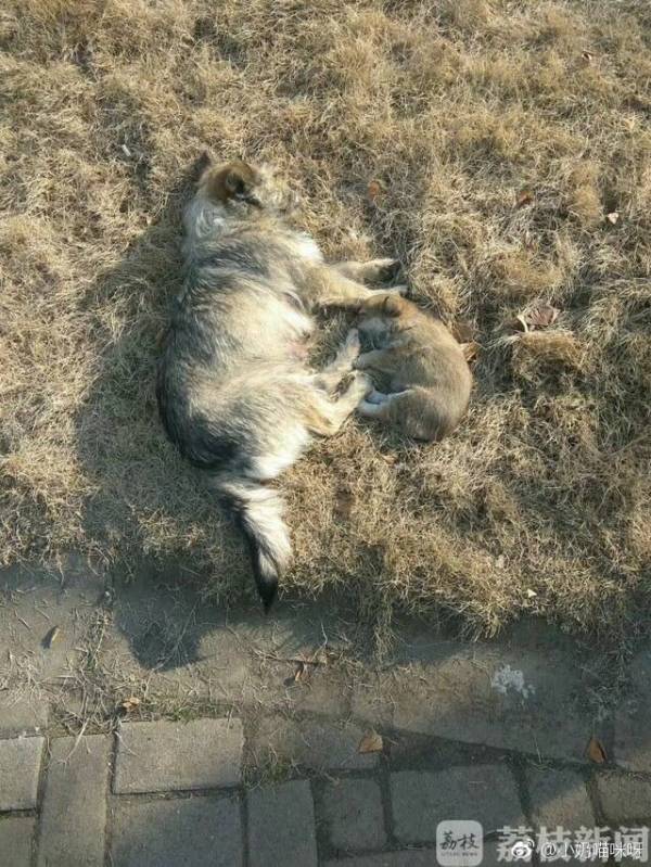 南京一高校保安校园内乱棍打死流浪狗 学生:它