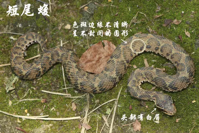 "五步蛇真的会五步倒吗?●三角形头的蛇一定有毒?