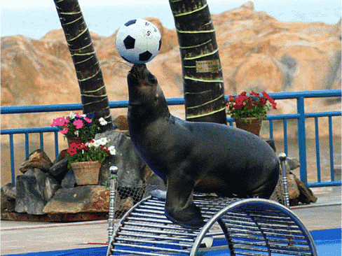 别看人家长得"憨",会的可多呢,抢凳子游戏,转圈玩球,演奏"海狮之歌".