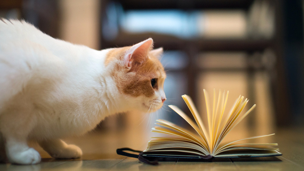 独树临关门,黄河向天外3