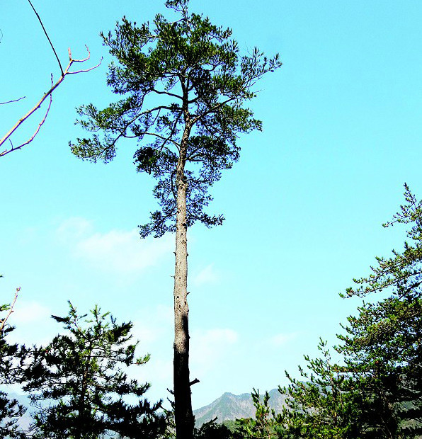 英山发现3株大别山五针松 全球现存不足千株-腾讯网