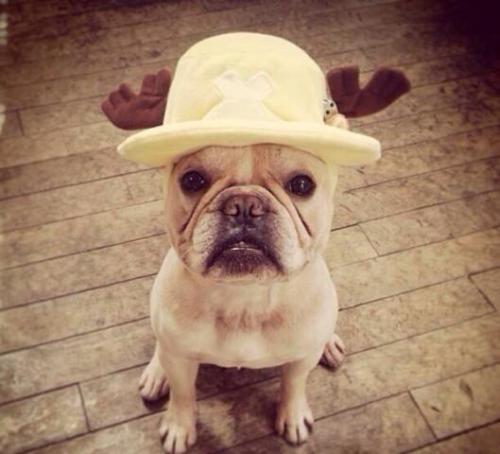 如今最流行这三种丑萌丑萌的狗狗:法斗养的人