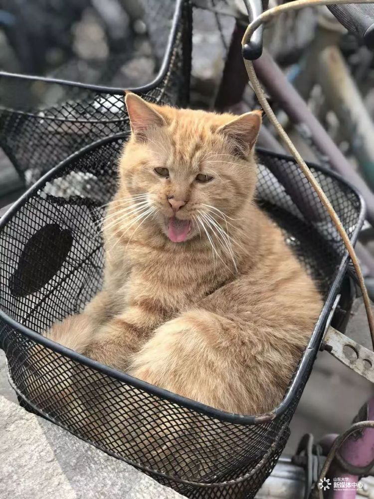 山东大学神猫天团强势回归!你喜欢的样子它