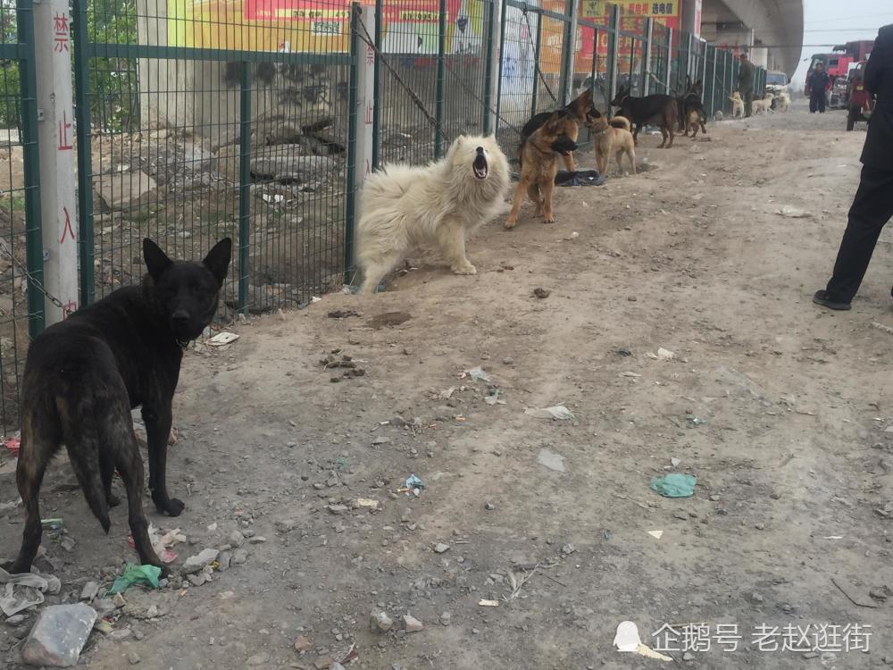 洛阳数十只狗和兔子赛跑 一条狗卖上万元