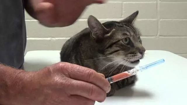猫咪的肚子里怎么会有水 可能是很严重的病 一定要及时就医 腾讯网