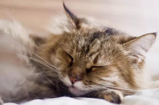 猫咪的肚子里怎么会有水 可能是很严重的病 一定要及时就医 腾讯网