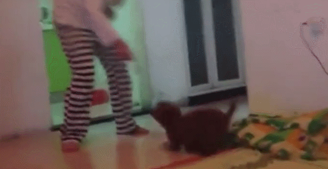 泰迪狗误喝主人50度的白酒,结果耍酒疯,主人很