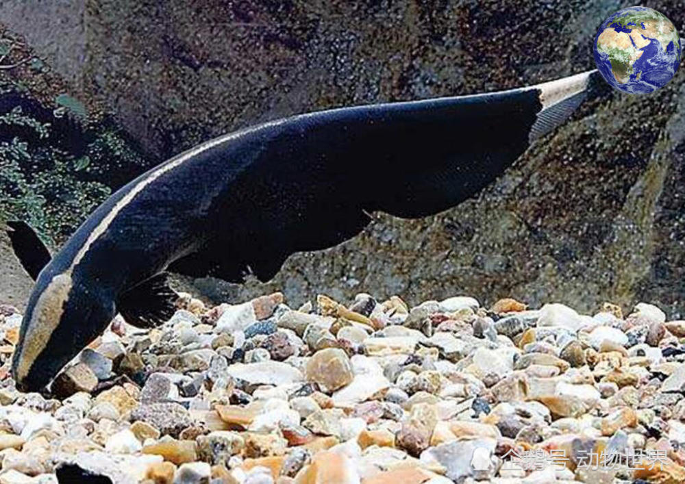魔鬼刀:这种电鳗被人驯化成了观赏鱼,但它们会吃自己的孩子