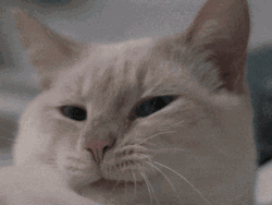 如果主人在教育毛孩子时,它们出现打哈欠的情况,不要认为它们将你的话