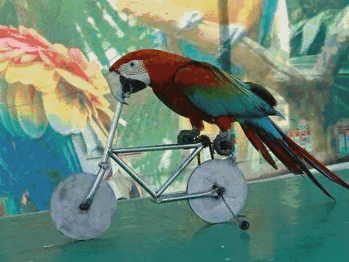 500_375gif 动态图 动图